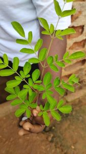 MORINGA FROM CONIL