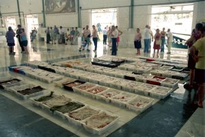 Puerto pesquero de Cabo Roche y La Lonja