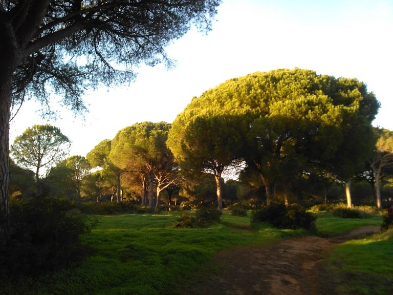 Dehesa de Roche